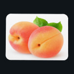 Aprikosen, frisch magnet<br><div class="desc">Mehr Obst und Gemüse auf http://www.zazzle.com/6hands. :</div>