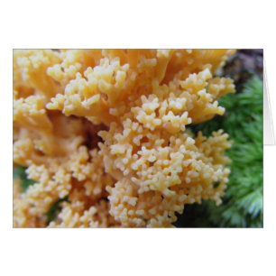 Aprikosen-korallenrote Pilze