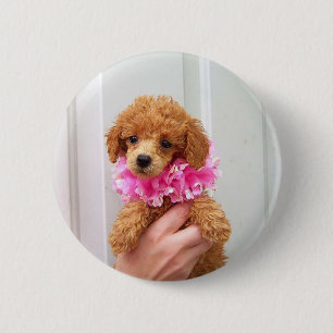 Aprikosen-Pudel-HundPinback Knopf Button