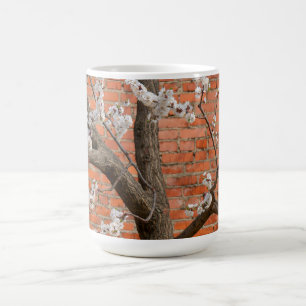 Aprikosenbaum in Blüte rote Ziegelwand Kaffeetasse
