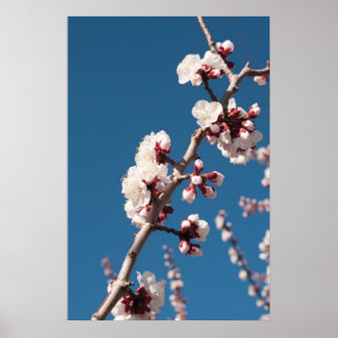 Aprikosenblüten Poster