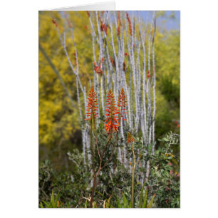 April in der Arizona-Wüste