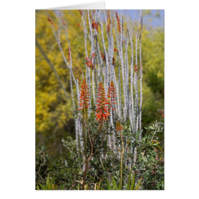 April in der Wüste von Arizona (Vorne)