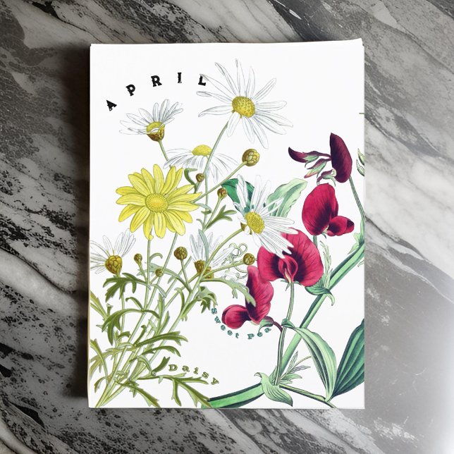 April Monat Blume Süße Erbsen und Daisy Postkarte (Von Creator hochgeladen)