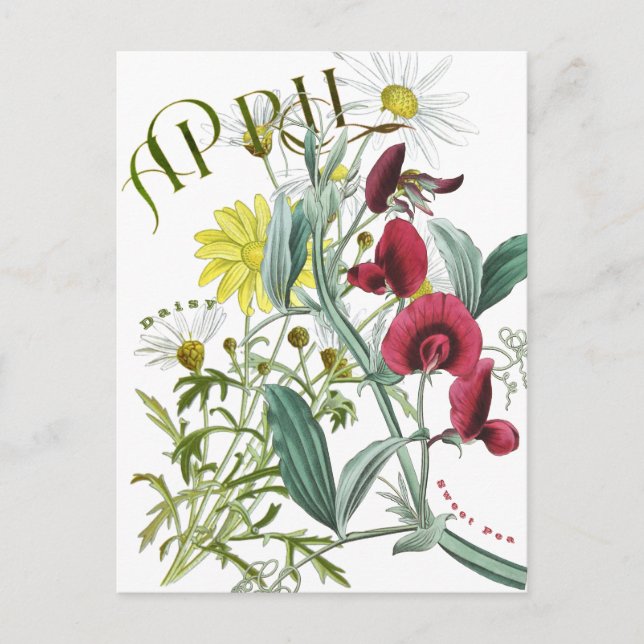 April Monat Blume Sweet Pea Daisy Extravagant Postkarte (Vorderseite)