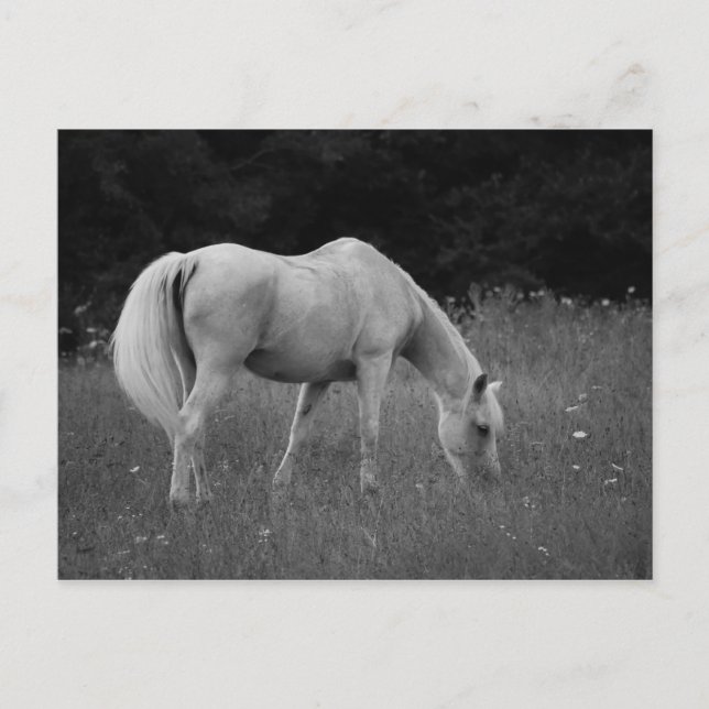 April the Arabian Postkarte (Vorderseite)