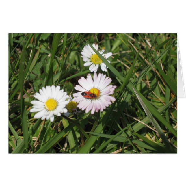 Apterus de Pyrrhocoris (Devant horizontal)