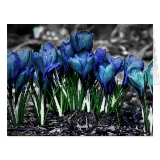 Aqua Blue Crocus Blooms (Vorderseite (Horizontal))