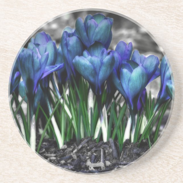 Aqua Blue Crocus Blooms Getränkeuntersetzer (Vorne)