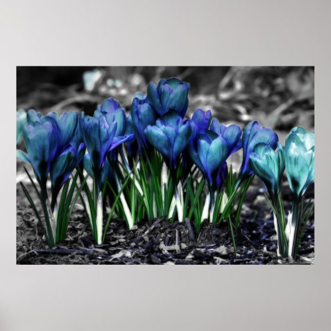 Aqua Blue Crocus Blooms Poster (Vorne)