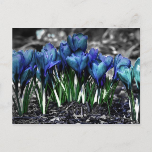 Aqua Blue Crocus Blooms Postkarte (Vorderseite)