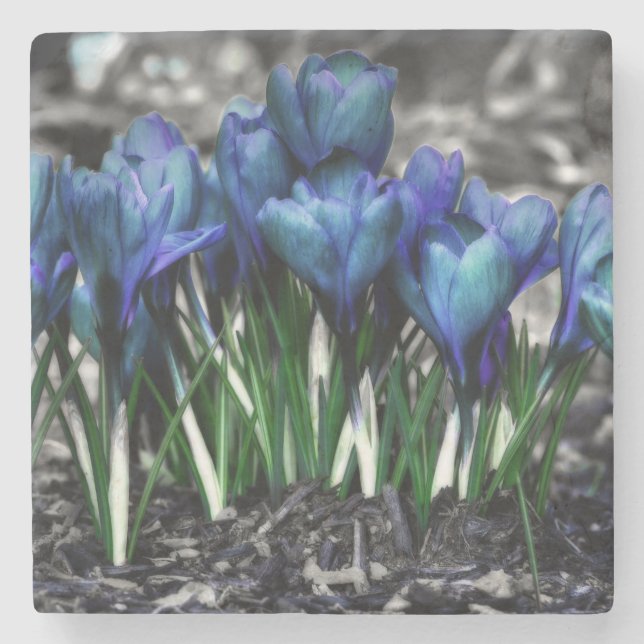 Aqua Blue Crocus Blooms Steinuntersetzer (Vorderseite)