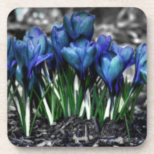 Aqua Blue Crocus Blooms Untersetzer