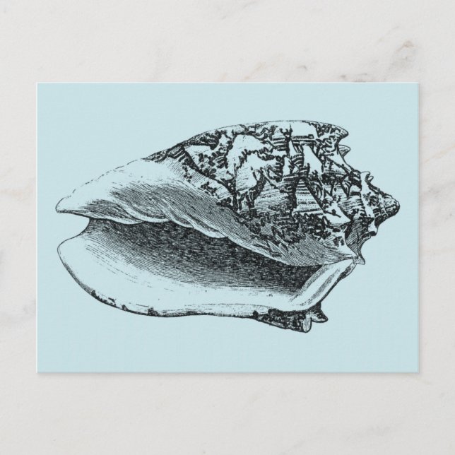 Aqua Conch Muschel Postkarte (Vorderseite)