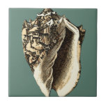 Aquamarin Conch-Muschel Fliese<br><div class="desc">In dieser schönen,  klassischen Muschel mit schwarz-weißer Konkade kann man die Schattierung einer natürlichen Muschel sehr scharf und klar sehen.  Sie können sich am Strand vorstellen,  auf der Suche nach Muscheln oder beim Spielen im Sand. Holen Sie sich diese nautische aquamarine Conch Muschel Kunst auf Ihre Lieblingsprodukte heute!</div>