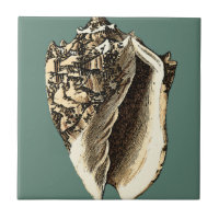 Aquamarin Conch-Muschel