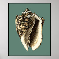 Aquamarin Conch-Muschel