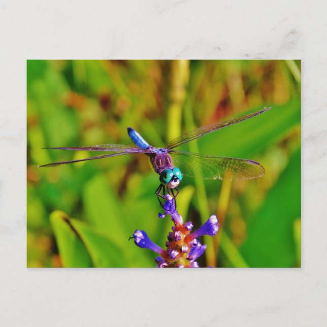 Aquamarin Rainbow Dragonfly Postkarte (Vorderseite)