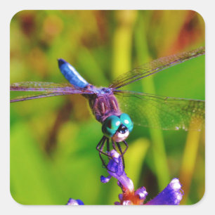 Aquamarin Rainbow Dragonfly Quadratischer Aufkleber