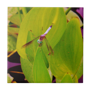 Aquamarine blaue Libelle auf grünem Leaf. Fliese