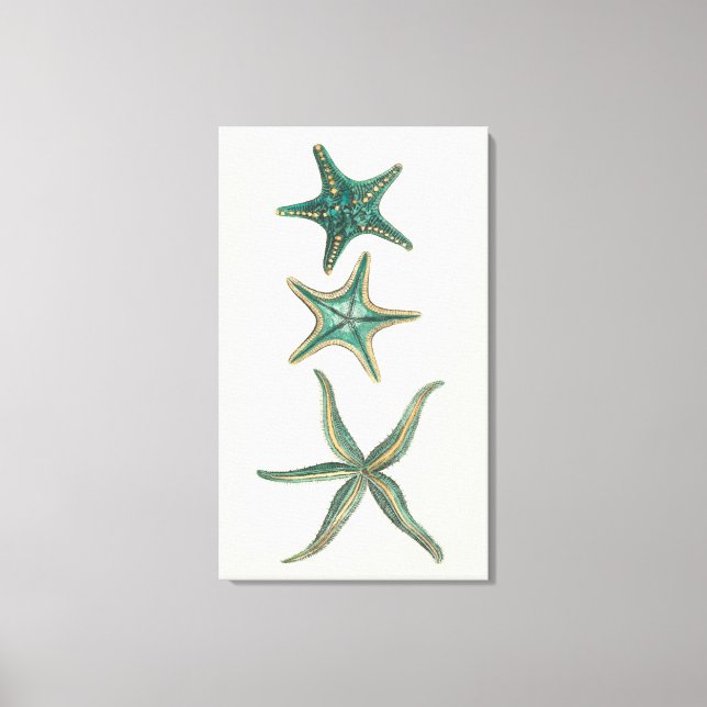 Aquamarine Triple Starfish Leinwanddruck (Vorderseite)