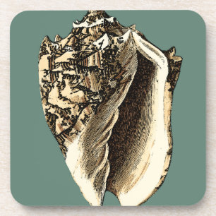 Aquamarine Tritonshorn-Muschel Getränkeuntersetzer