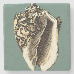 Aquamarine Tritonshorn-Muschel Steinuntersetzer