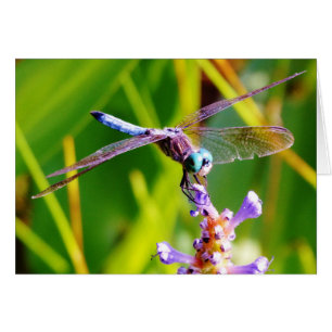 Aquamarine u. lila Libelle
