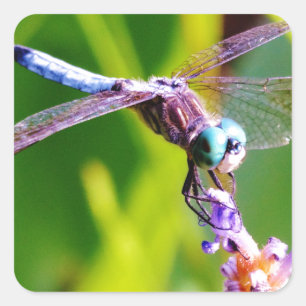 Aquamarine und lila Libelle Quadratischer Aufkleber