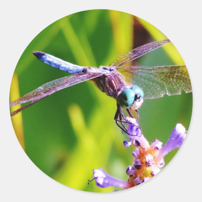 Aquamarine und lila Libelle Runder Aufkleber (Vorderseite)
