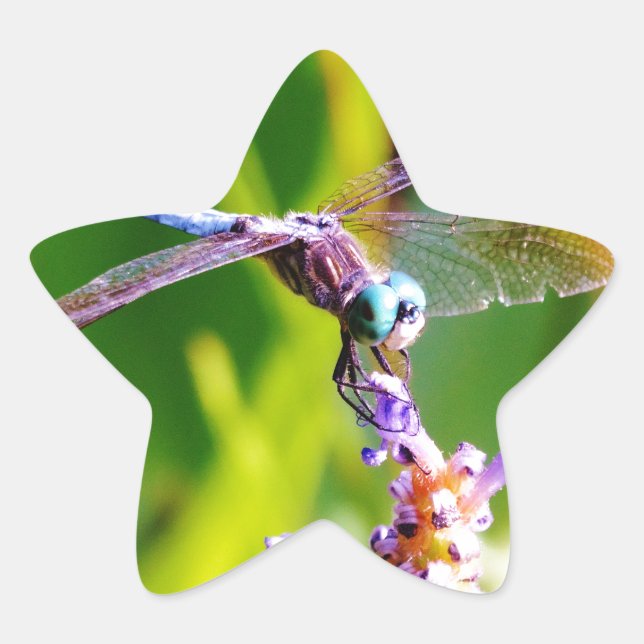 Aquamarine und lila Libelle Stern-Aufkleber (Vorderseite)