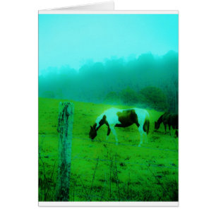 Aquamariner Nebel Reto gefärbte Pony Horse