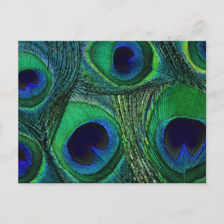 Aquamarines blaues Pfauenfedermuster, Druck / Must Postkarte