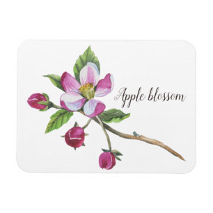 Aquarell-Apfelblüten-Botanik Magnet