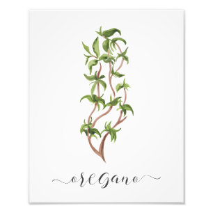 Aquarell-Botanik-Kräuterdruck Oregano Fotodruck