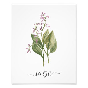 Aquarell-botanischer Kraut-Druck-Salbei Fotodruck