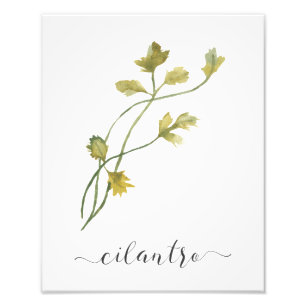 Aquarell-botanischer Kraut-DruckCilantro Fotodruck