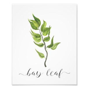 Aquarell-botanisches Kraut-Druck-Lorbeerblatt Fotodruck