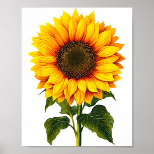 Aquarell-Gelbe Sonnenblume Botanischer Garten Somm Poster