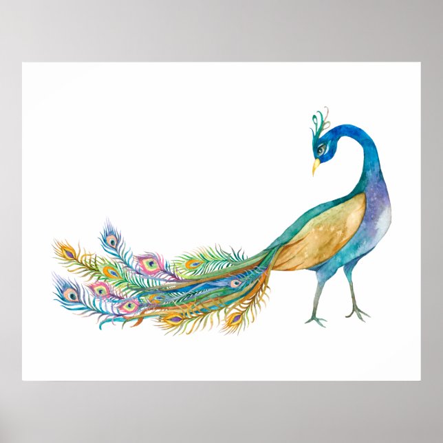 Aquarell-Pfau II Poster (Vorne)