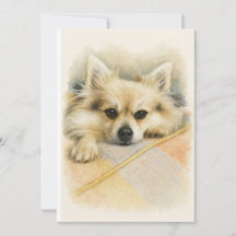 Aquarell-Porträt eines Pomeranian-Chihuahua-Hundes