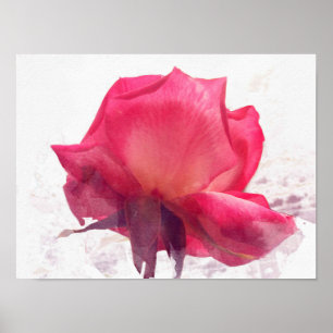 Aquarell.Rosa Rose. Poster
