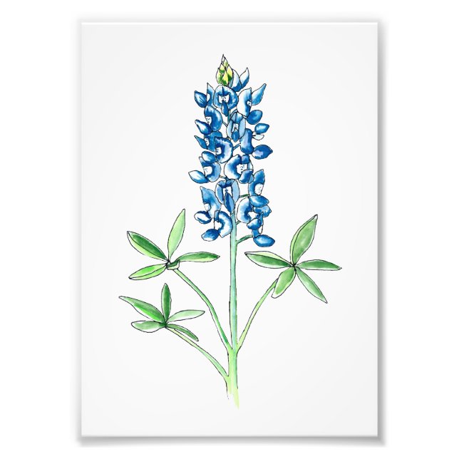 Aquarell und Pen Bluebonnet Fotodruck (Vorne)