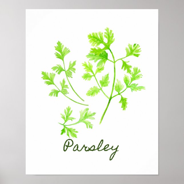 Aquarellbild Parsley Illustration Poster (Vorne)