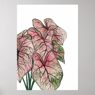 Aquarellbilder in Rosa Caladium Poster