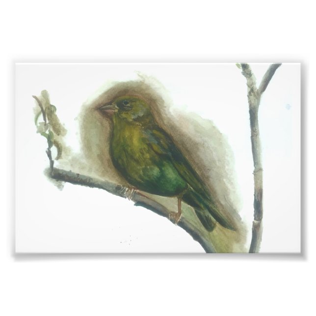 Aquarelldruck für Gärvögel Fotodruck (Vorne)