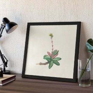Aquarelle Antique Botanique Affiche d'impression