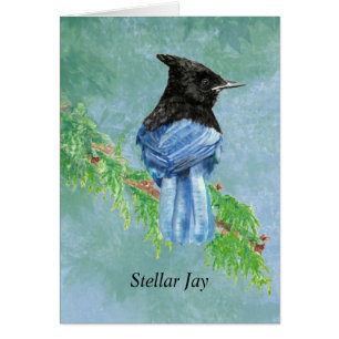Aquarelle Stellar Jay Nature