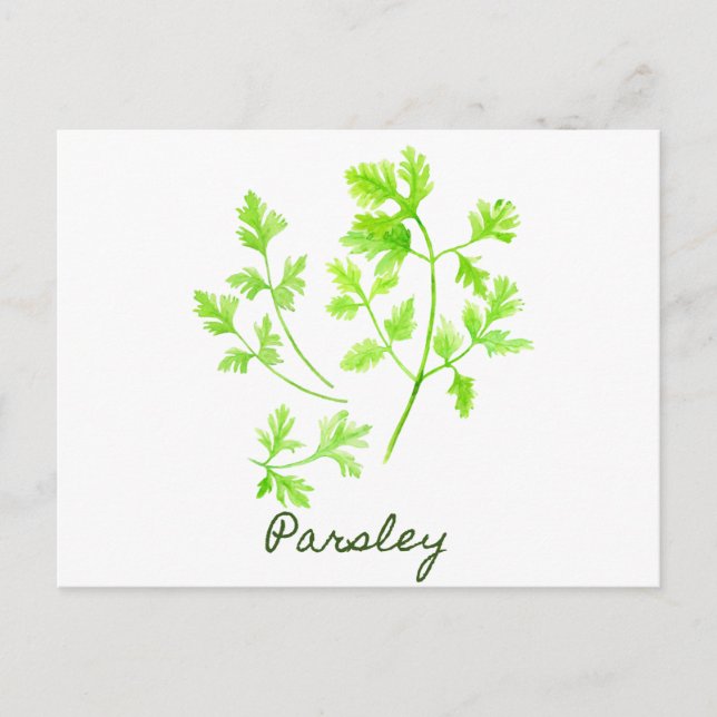 Aquarellherb Parsley Illustration Postkarte (Vorderseite)