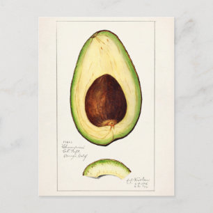 Aquarellmalerei von Avocadobäumen (Persea) Postkarte